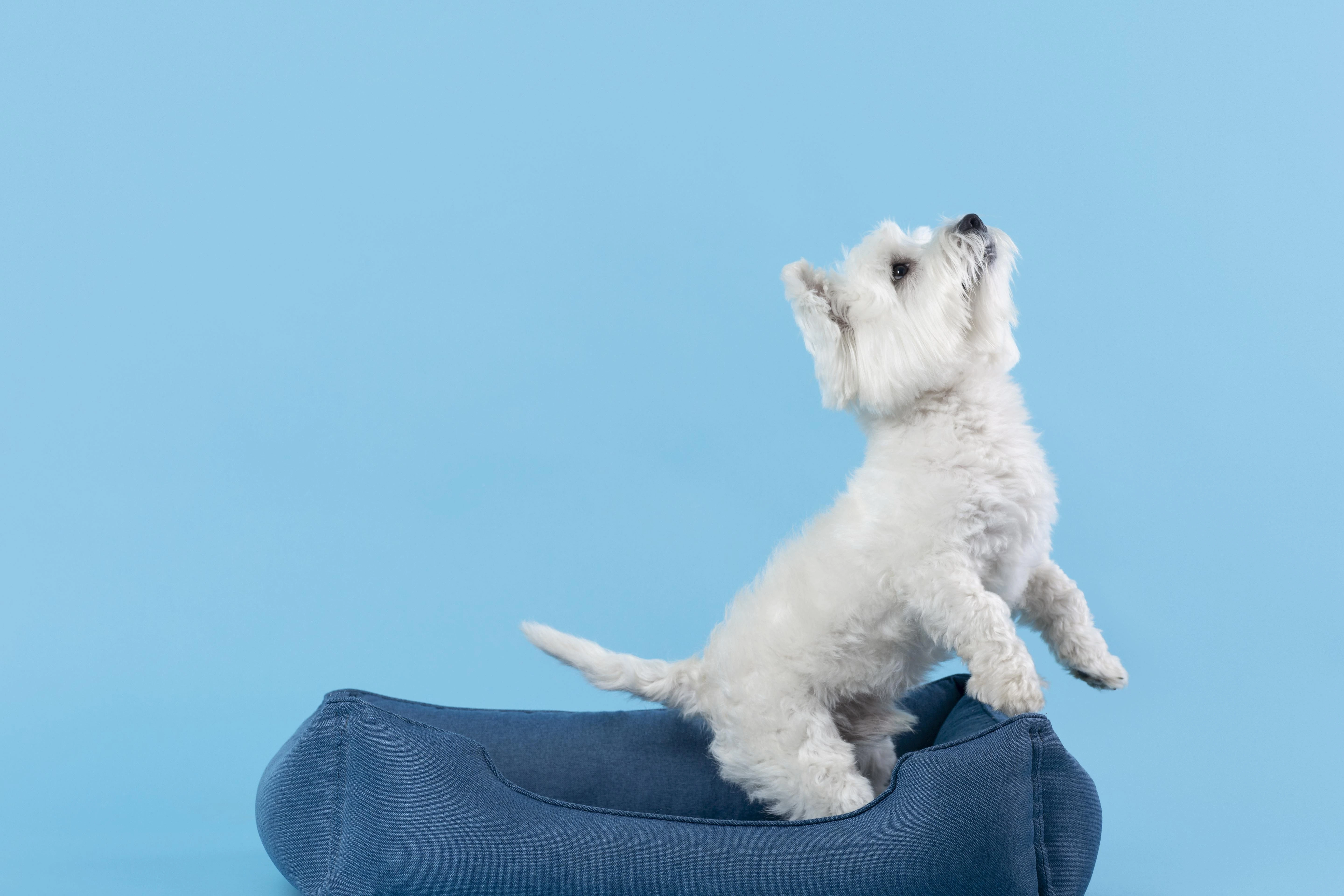 First “real” grooming… : r/westies